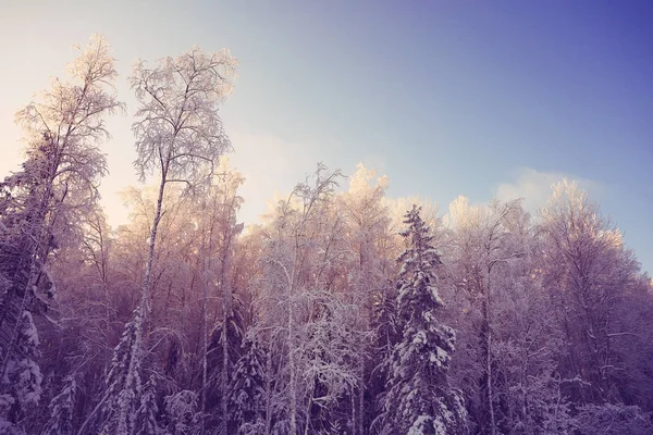 冬の森のつや消し — ストック写真