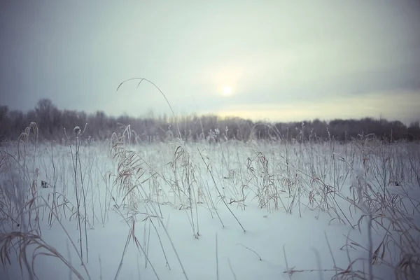 Torrt gräs täckt med rimfrost — Stockfoto