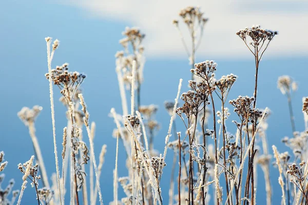 Hiver nature dans le gel — Photo