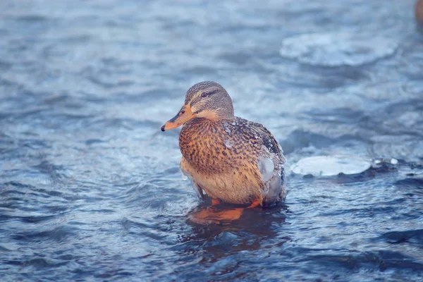Oiseau à l'étang d'hiver — Photo