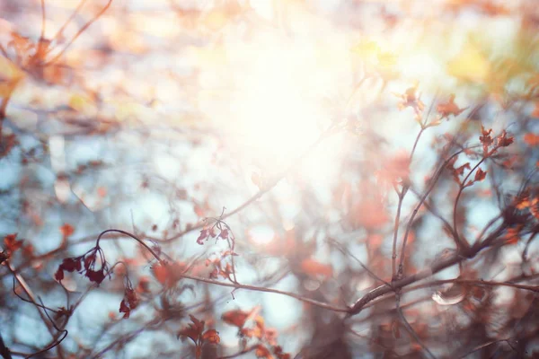 Frühlingsblumen unter Sonnenlicht — Stockfoto