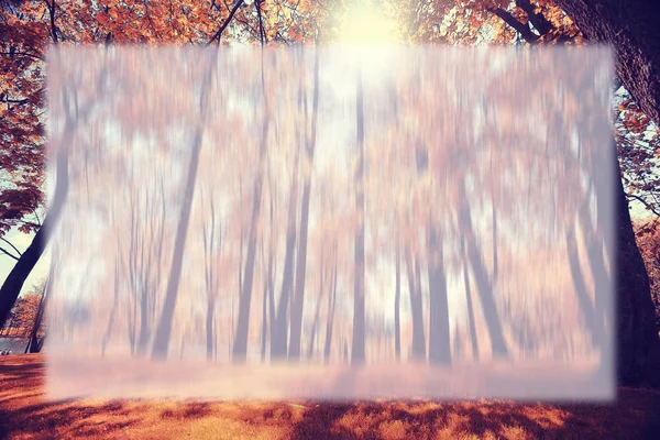 Beco de outono no parque com árvores — Fotografia de Stock