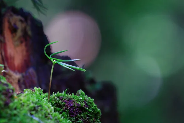 Green shoots of young grass — Stock Photo, Image