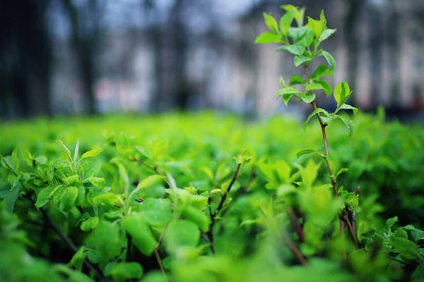 Hojas verdes jóvenes — Foto de Stock