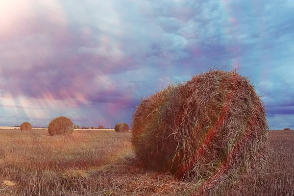 Landscape of haystacks in a field — Stock Photo, Image