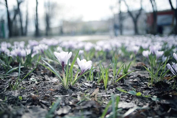 Green shoots of young grass — Stock Photo, Image