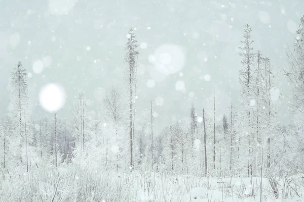 Bakgrund vintern skog — Stockfoto