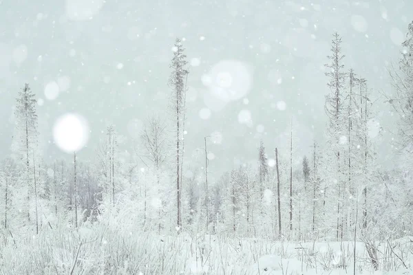 Background winter forest — Stock Photo, Image