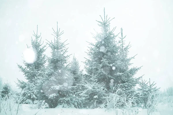 Genç çam ağaçları, Noel yatay — Stok fotoğraf