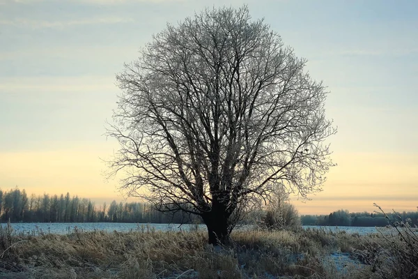 Дерево на полі взимку . — стокове фото