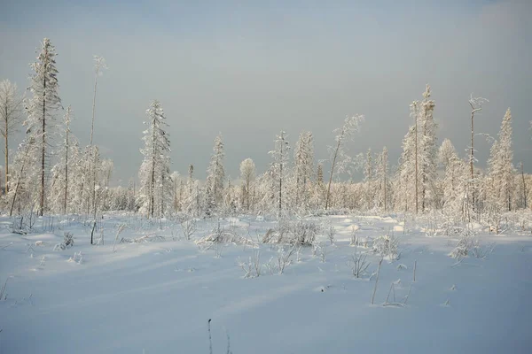 Winter forest frosted — Stockfoto