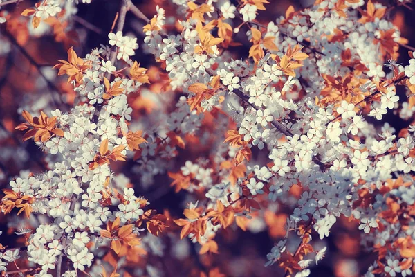 Blommande körsbärsträd blommor — Stockfoto