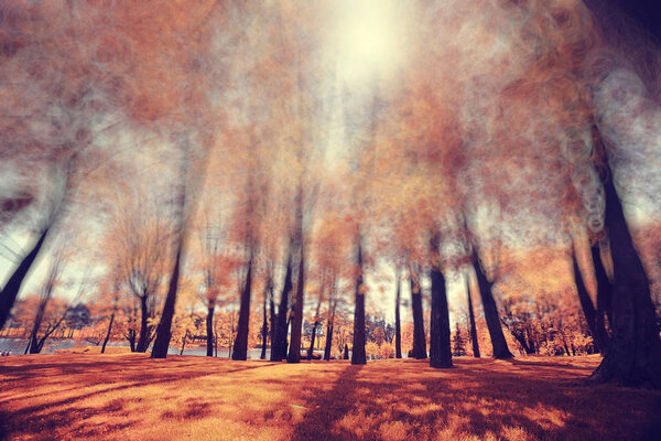 Colorful autumn park on day, blurred background