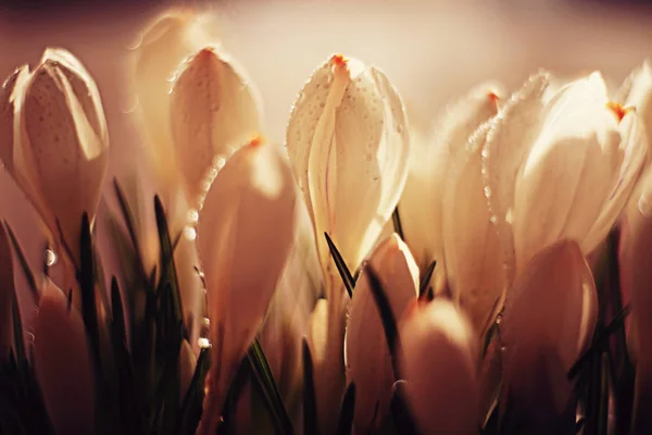 Весняний букет з білих квітів — стокове фото
