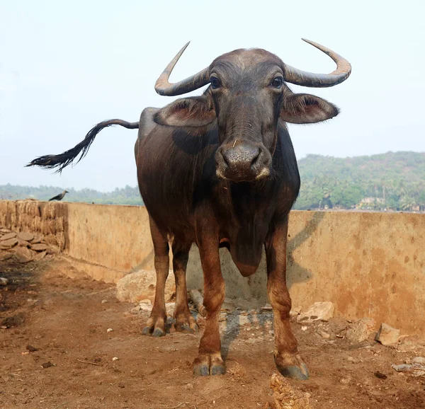 Inhemska asiatiska vattenbuffel — Stockfoto