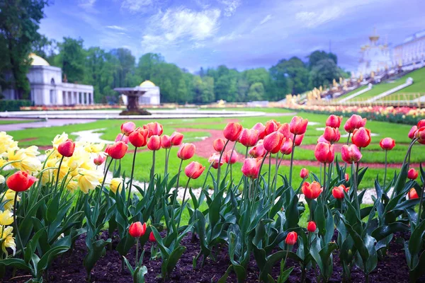 Flowerbed  in the city park — Stock Photo, Image