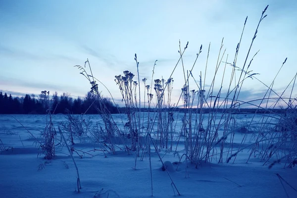 Neve fresca na floresta de inverno — Fotografia de Stock