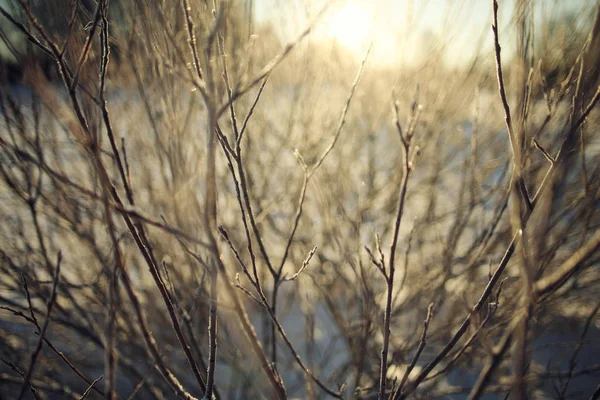Свежий снег в зимнем лесу — стоковое фото