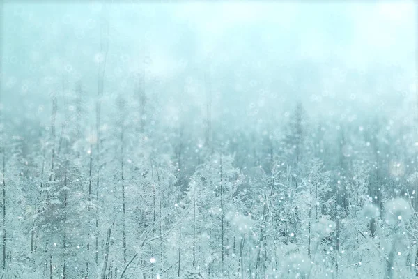 Kış karlı orman — Stok fotoğraf
