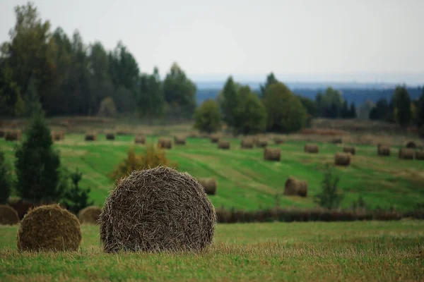 Paysage de meules de foin dans un champ — Photo