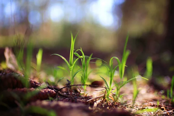 Зелені пагони молодої трави — стокове фото