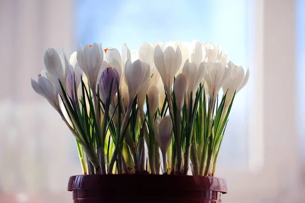 पांढरा क्रॉकस फुले — स्टॉक फोटो, इमेज