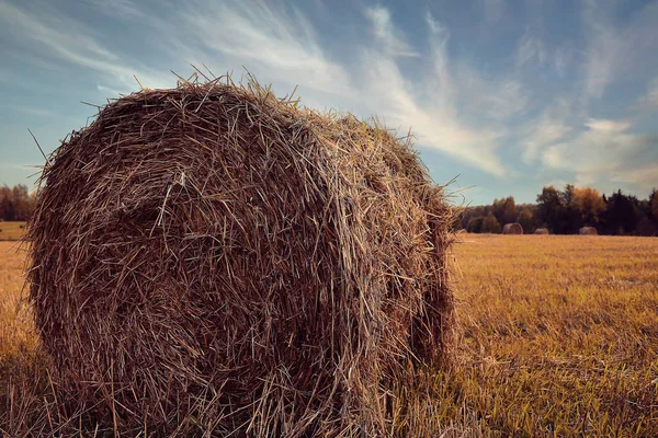 Landscape of haystacks in a field — Stock Photo, Image