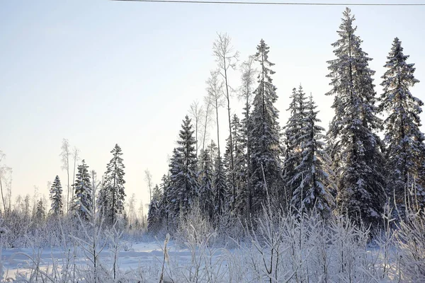 Forêt hivernale givrée — Photo