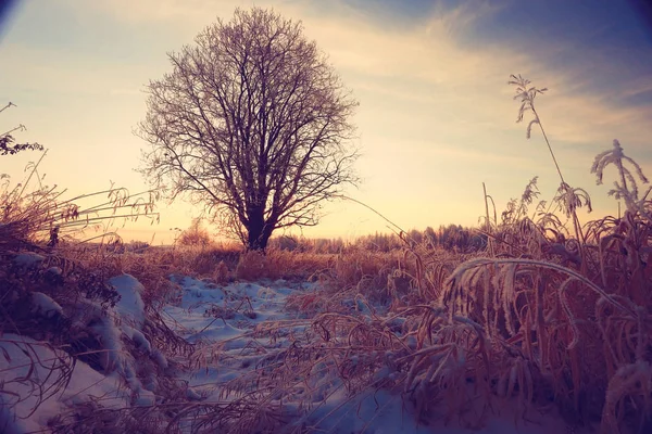 Ijzig winter ochtend natuur — Stockfoto