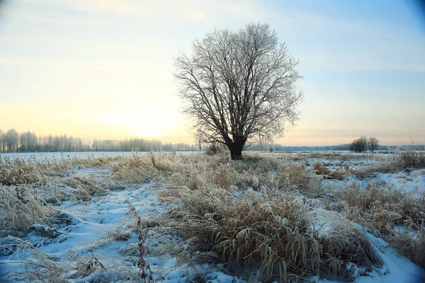 Arbre sur un champ en hiver . — Photo