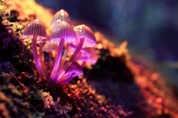 Poisonous mushrooms toadstool group — Stock Photo, Image