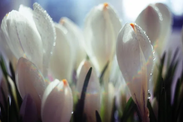 素敵な春の花 — ストック写真