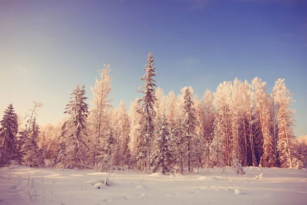 Čerstvý sníh v zimě lese — Stock fotografie