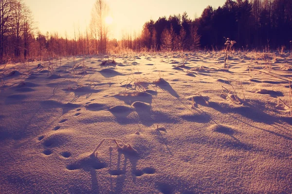 Neve fresca nella foresta invernale — Foto Stock