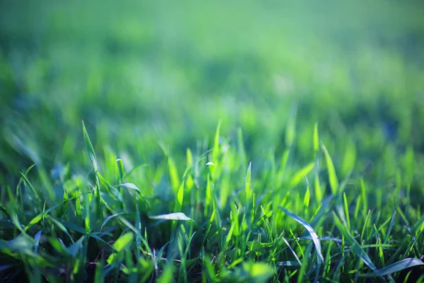 Texture erba verde — Foto Stock