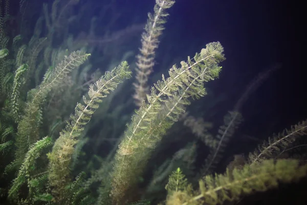 Sualtı yeşil algler