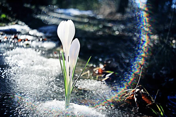 白いクロッカスの花 — ストック写真