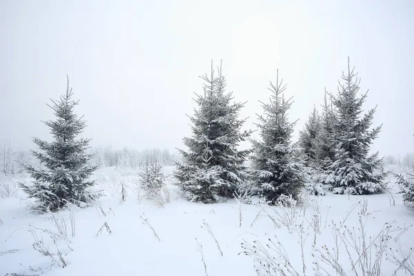 Helada invierno mañana naturaleza —  Fotos de Stock
