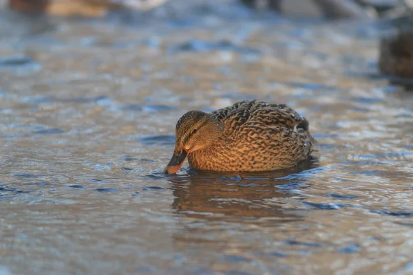 Pájaro en estanque de invierno — Foto de Stock