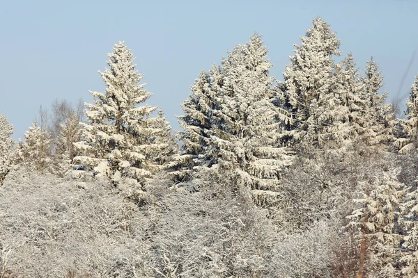 Winternatur bei Frost — Stockfoto