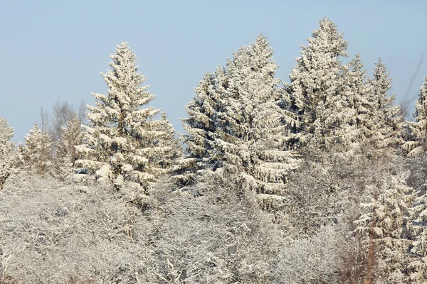 Winter nature in frost Stock Image