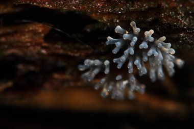 Bir ağaç üzerinde mercan mantar