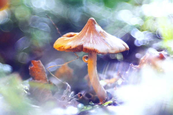 Champiñones en el bosque de otoño — Foto de Stock