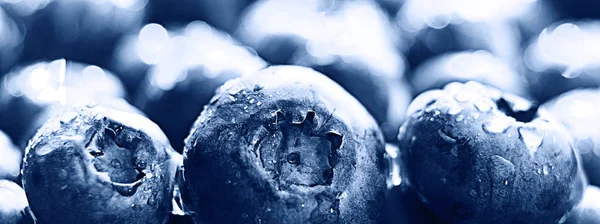 Blueberry segar close-up — Stok Foto