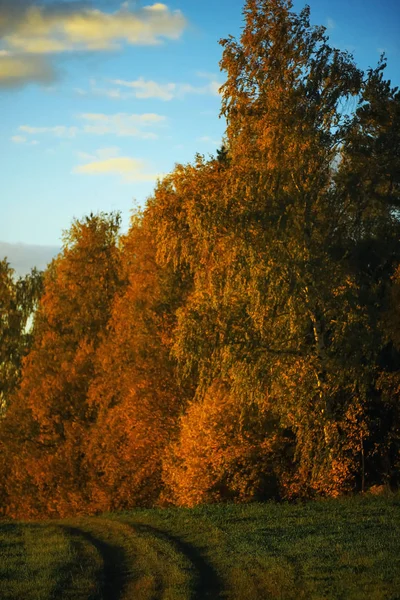 Autumn forest  in the field — Stock Photo, Image