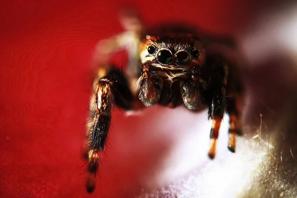 La gran araña esponjosa — Foto de Stock