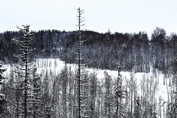 Foresta invernale innevata — Foto Stock