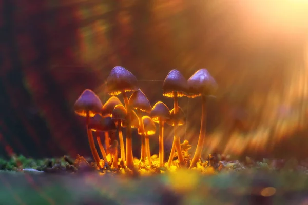 Mushrooms  in the autumn forest — Stock Photo, Image