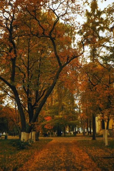 가을 공원 의나무들 — 스톡 사진