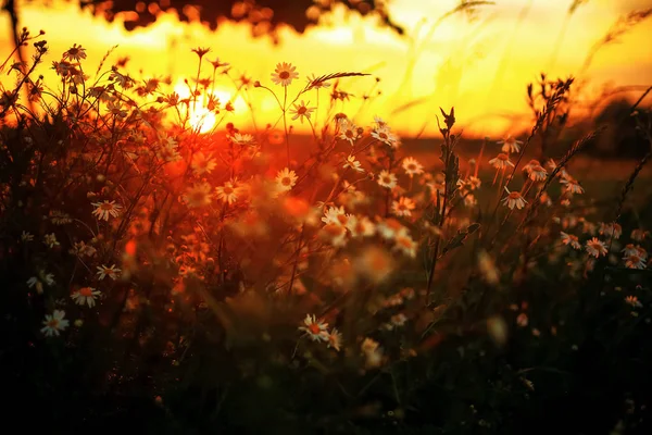 Gün batımında alanında çimen
